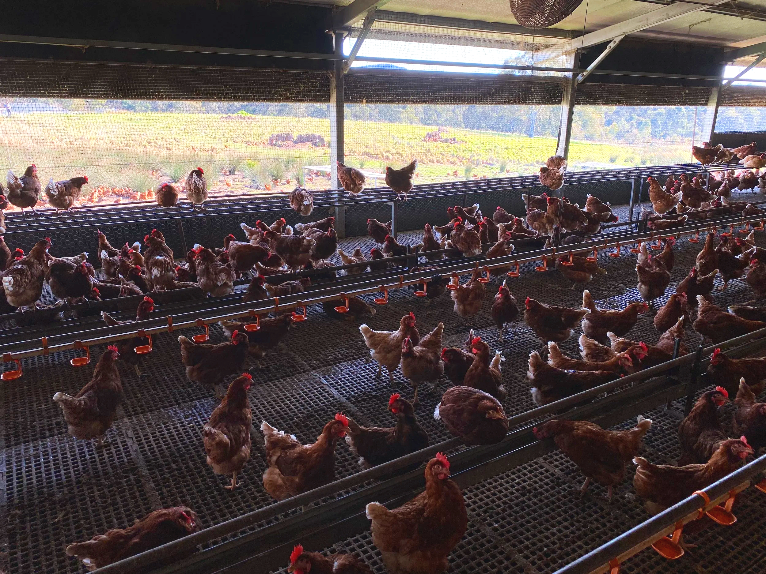 Inside a chicken coop with multiple chickens on metal perches and laying boxes. A large outdoor field with grass, bushes, and trees is visible through the wire mesh enclosure.
