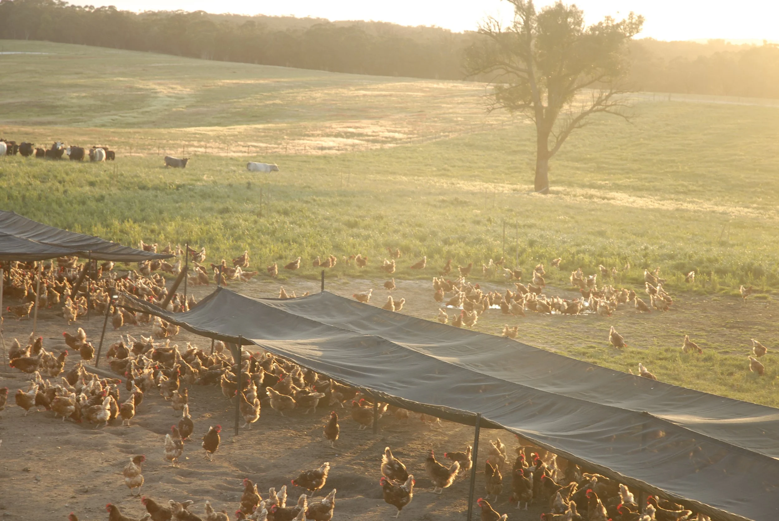 A sunset on a farm with chickens and a large tree.