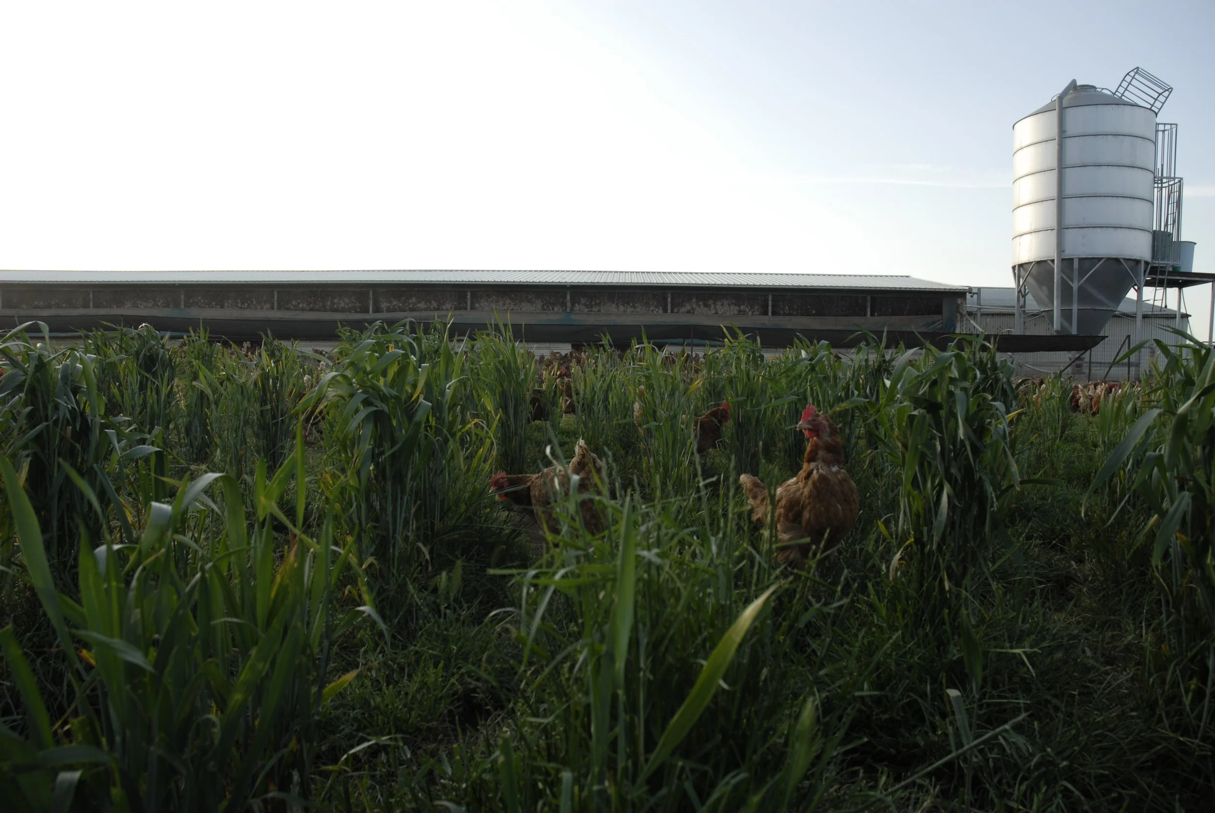 Farm scene with chickens in a grassy field and a large silo in the background.