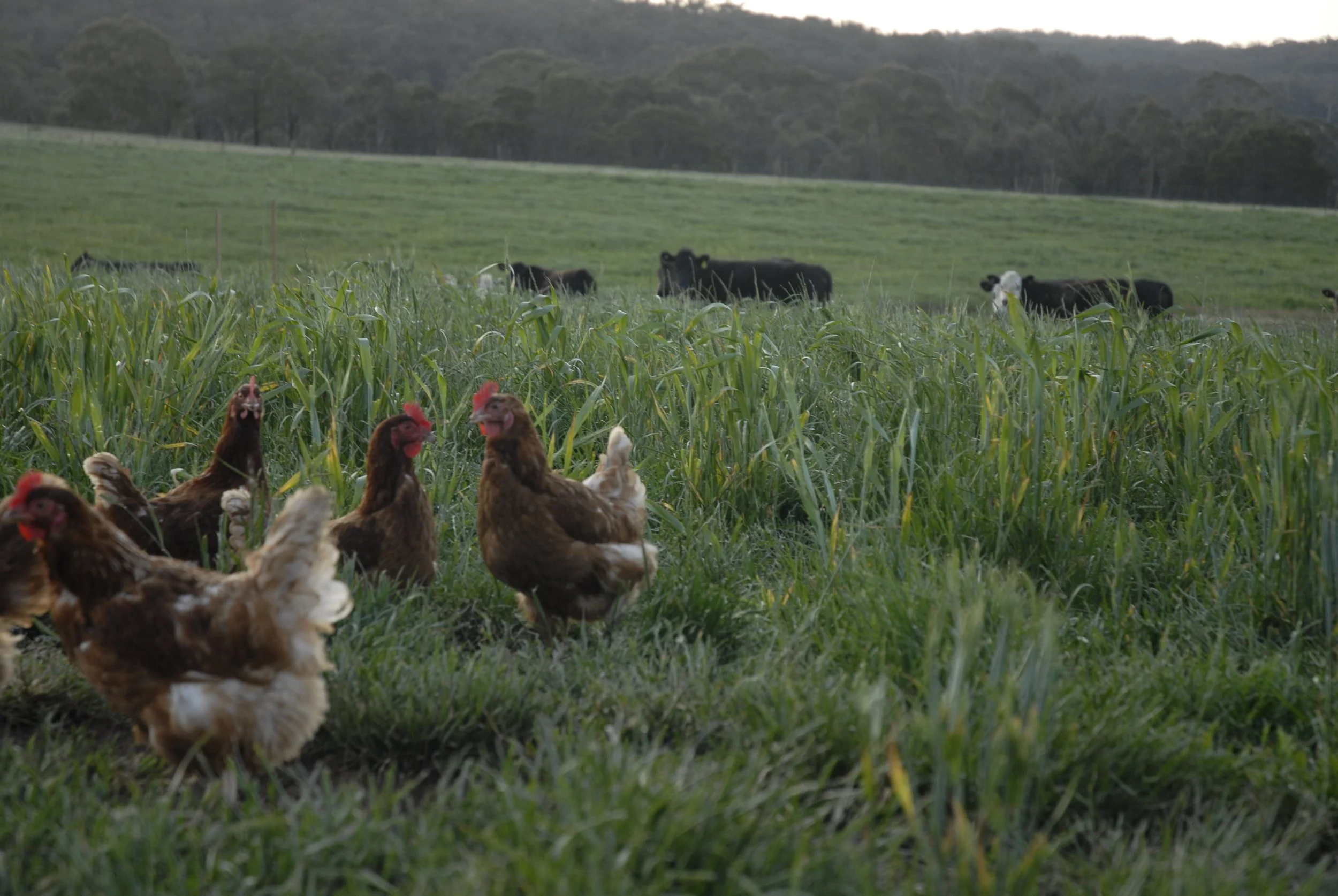 Chickens in the foreground with cows grazing in a field, trees in the background.