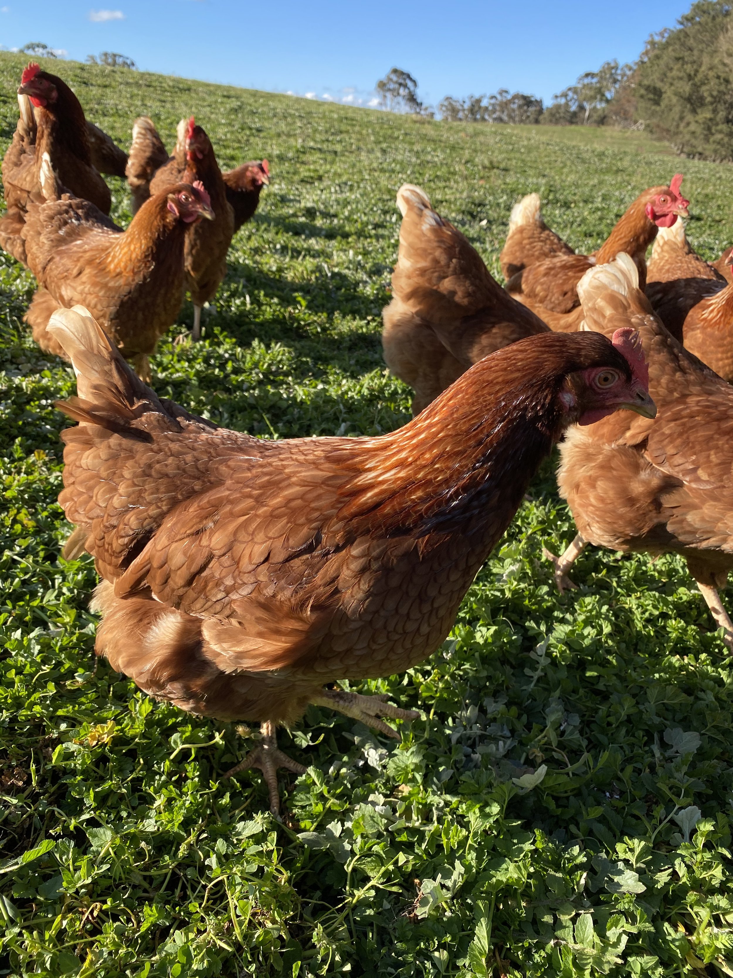 Group of brown chickens standing on green grass in an outdoor setting under a clear blue sky.