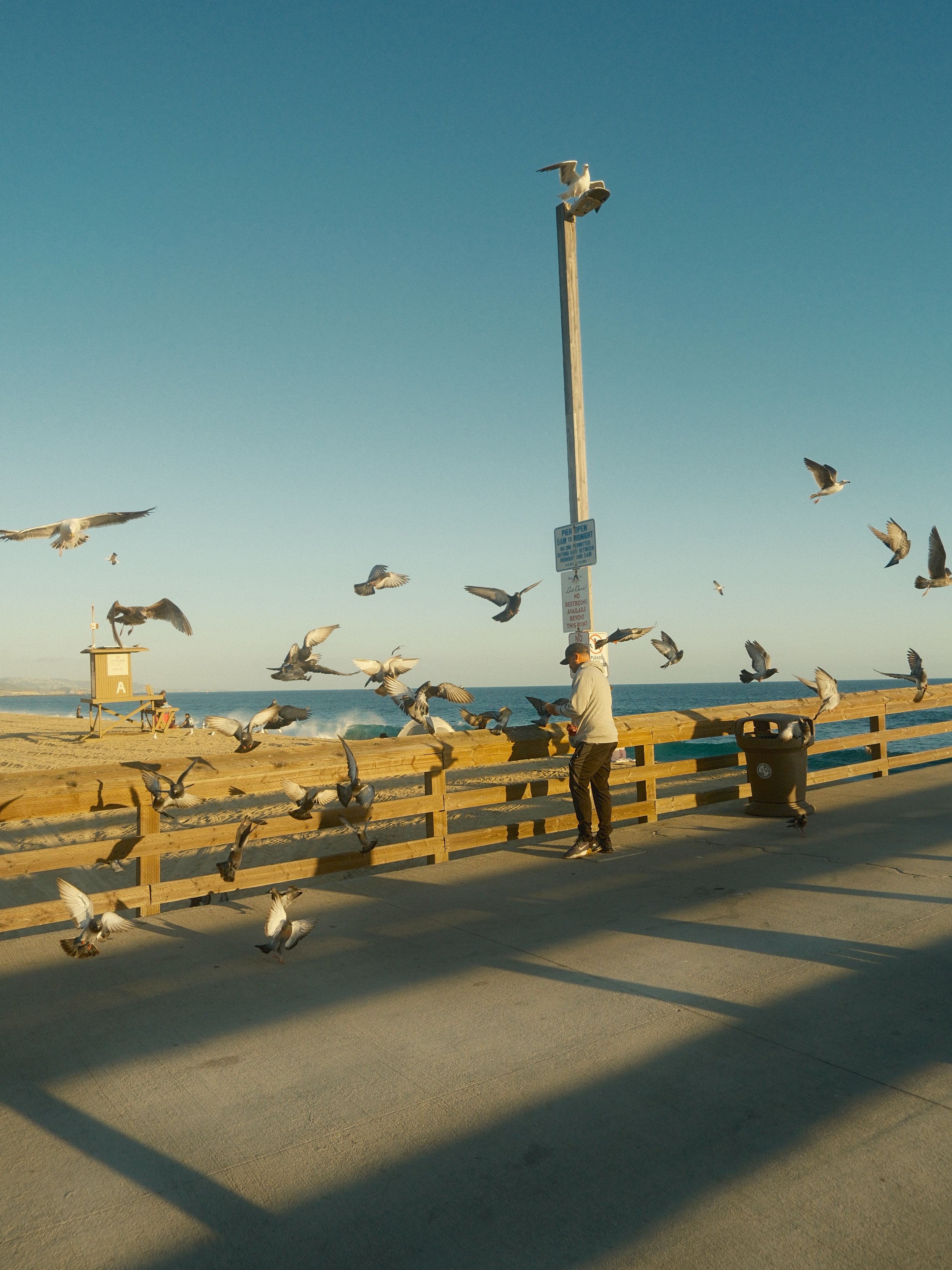 A man and the seagulls_14mb.jpg