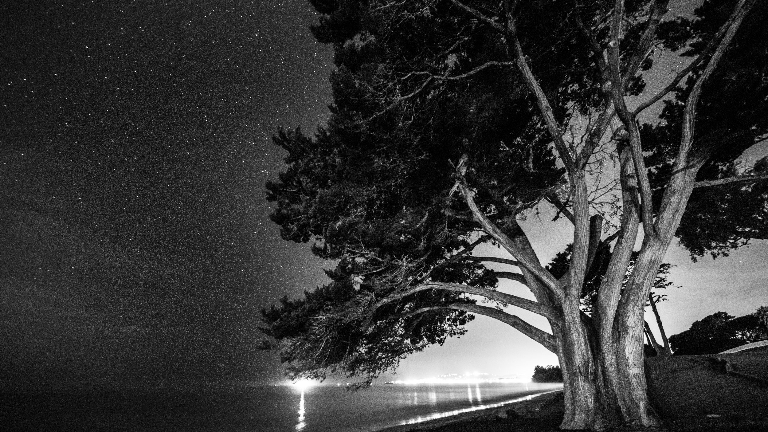 Winter's Tree -2.jpg