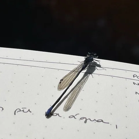 This little blue creature has been part of the story from the beginning. 💙

I took this photo by the river, in my ancestral place, with my feet in the water and the notebook on my lap. I was writing and thinking about life, change, creativity and wh