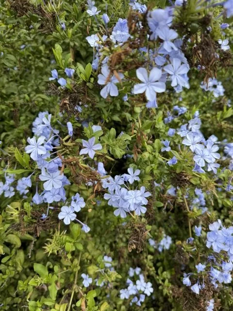 Blue and purple small flowers on green shrub