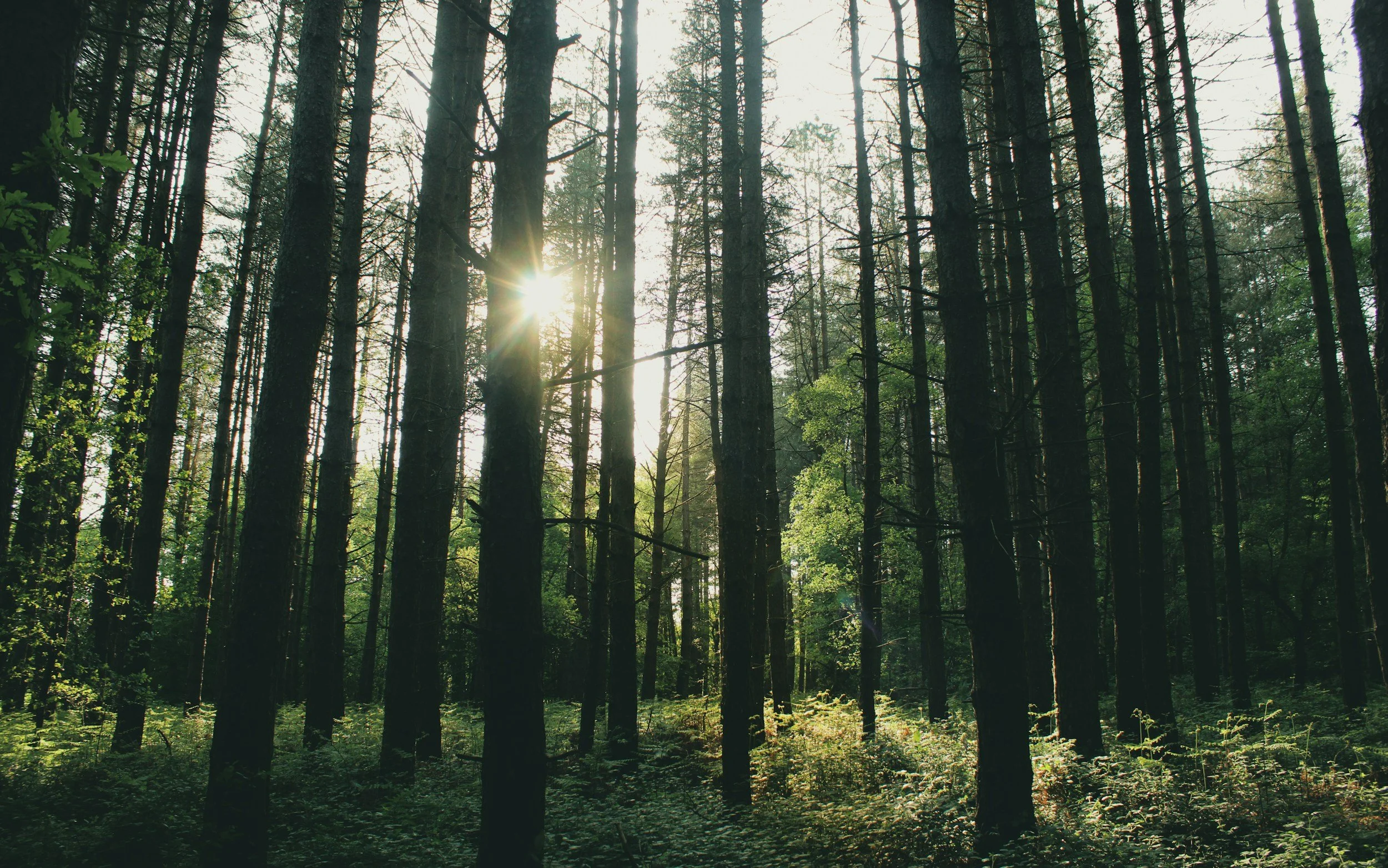 Sunshine peeking through tall trees in a dense forest with lush green undergrowth.