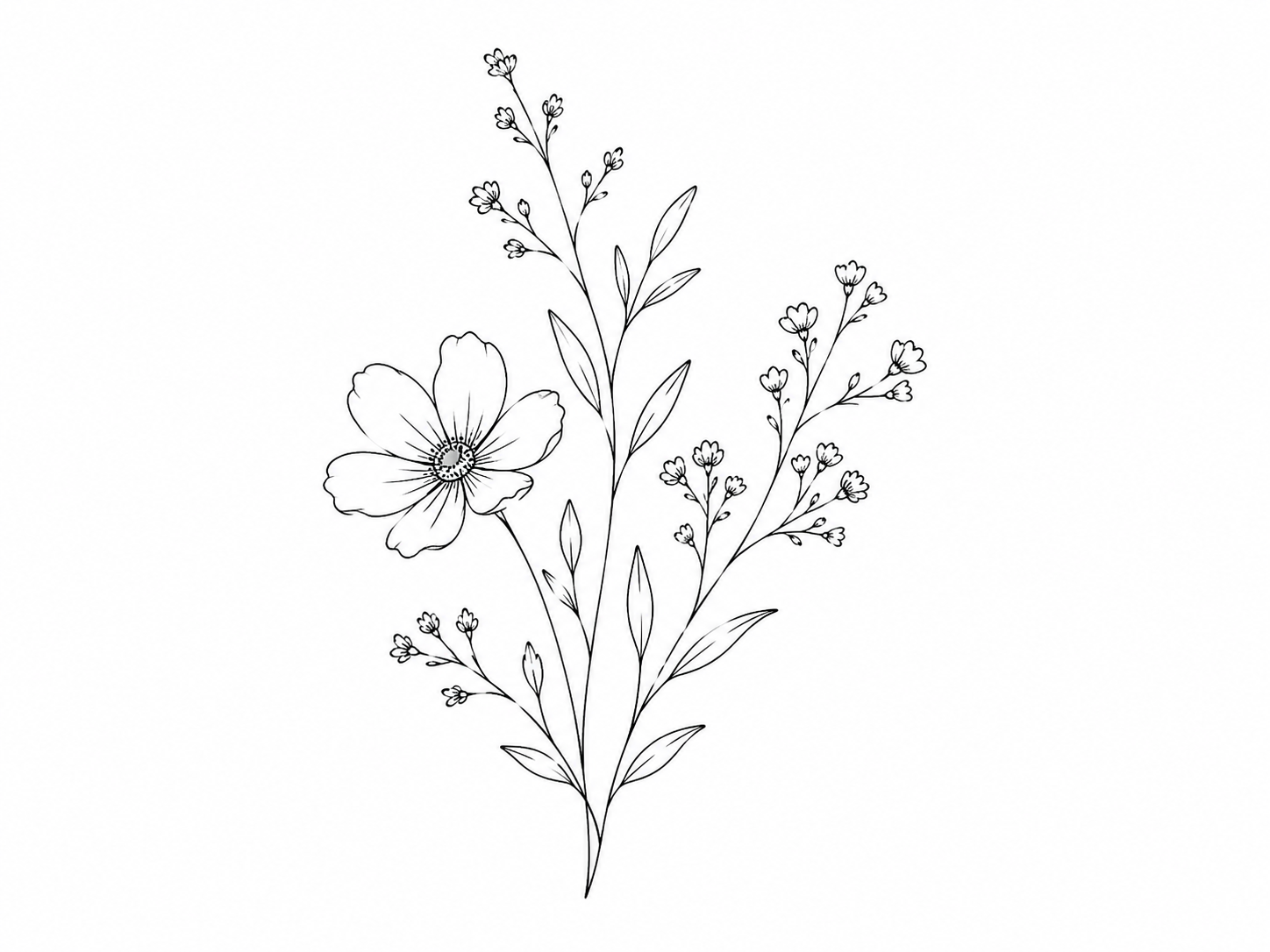 Black and white line drawing of a flowering plant with large petals and numerous small buds and leaves.