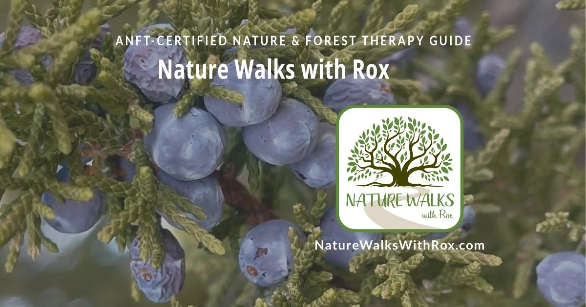 photo background of juniper tree with blue berries, overlaid with white and green tree logo for nature walks with rox