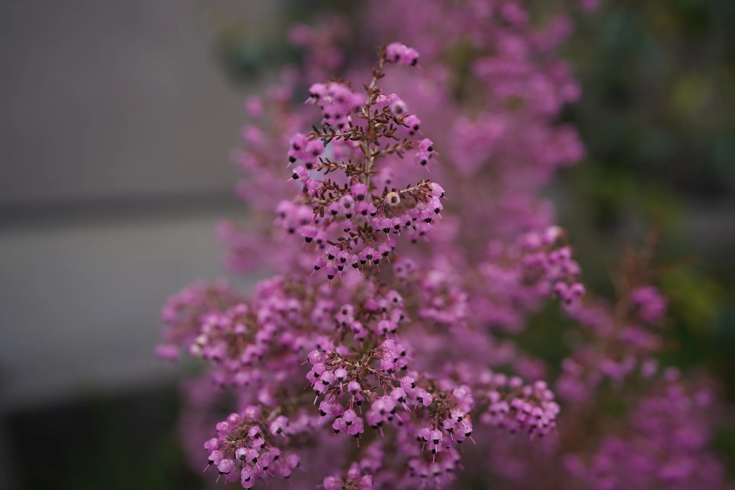 DSC02550.JPG