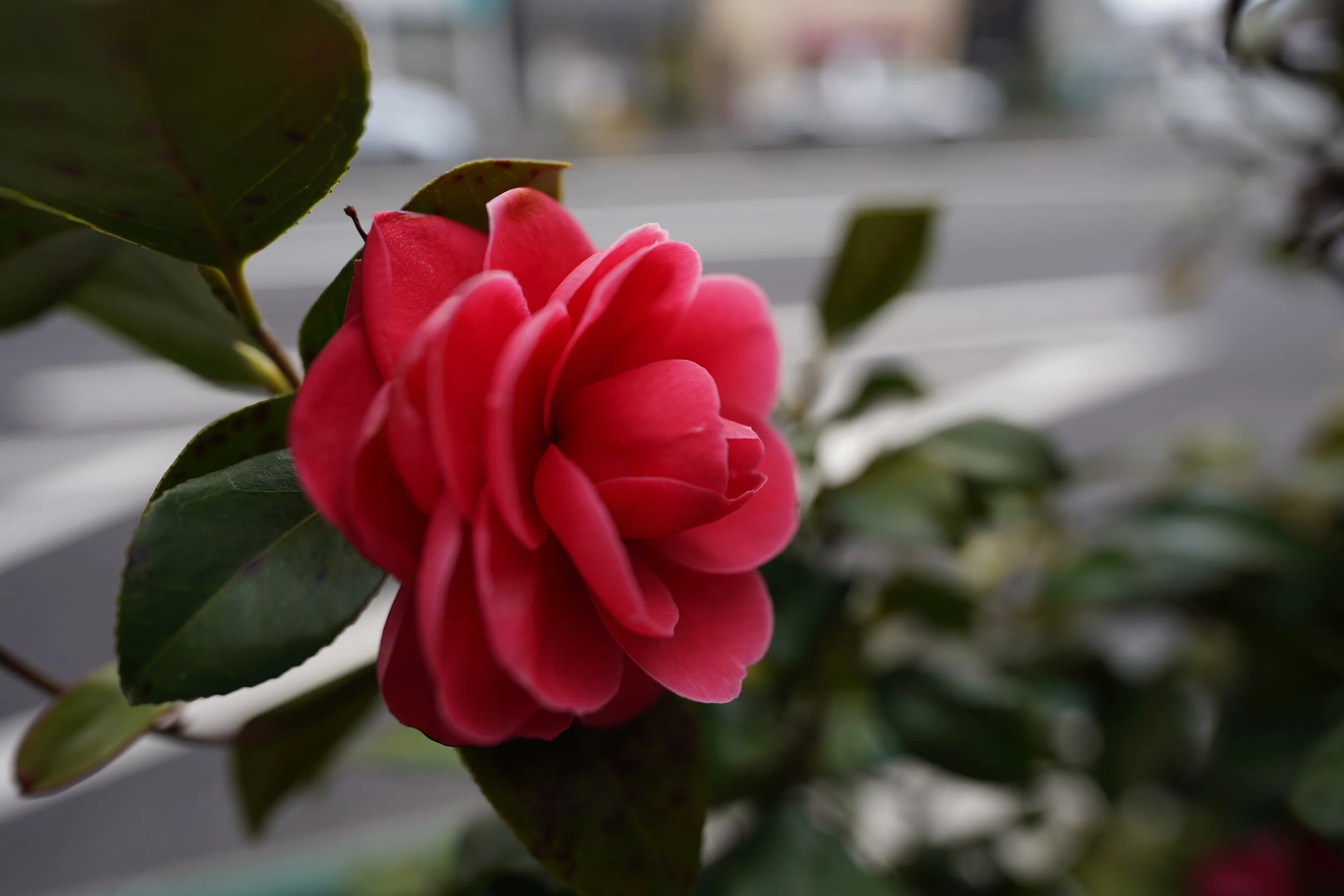 DSC02554.JPG