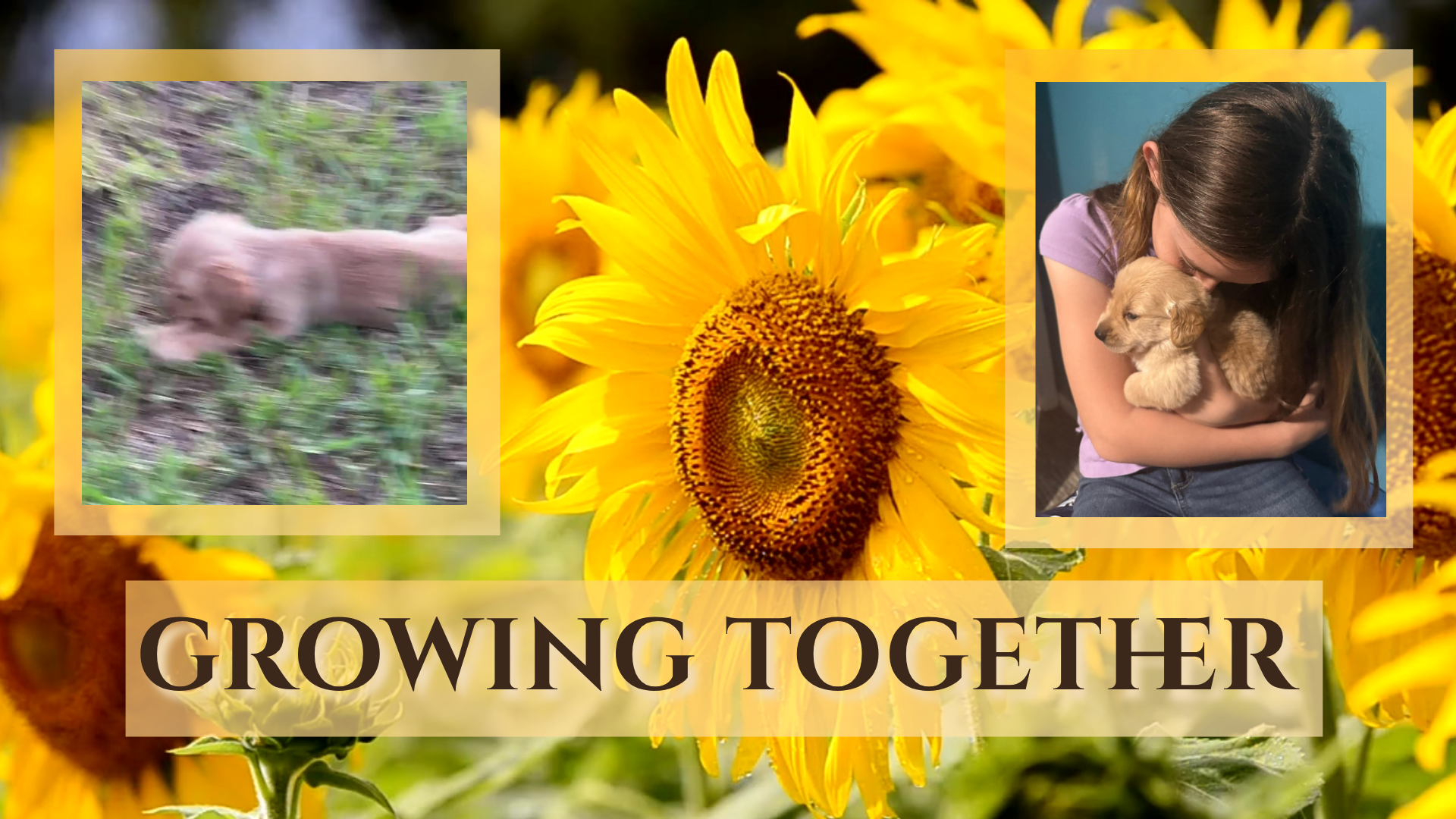 Where Love Grows(1920 x 1080 px) (3).png