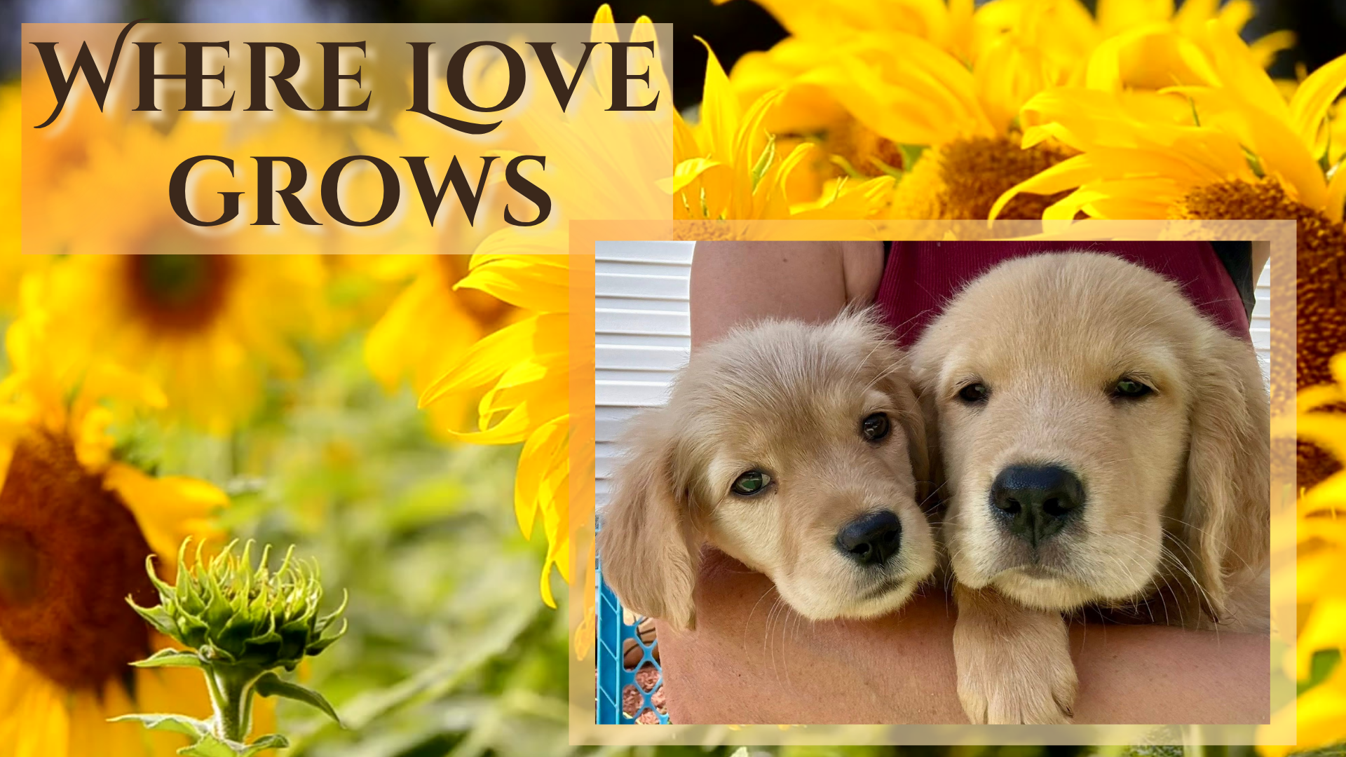 Where Love Grows(1920 x 1080 px) (4).png