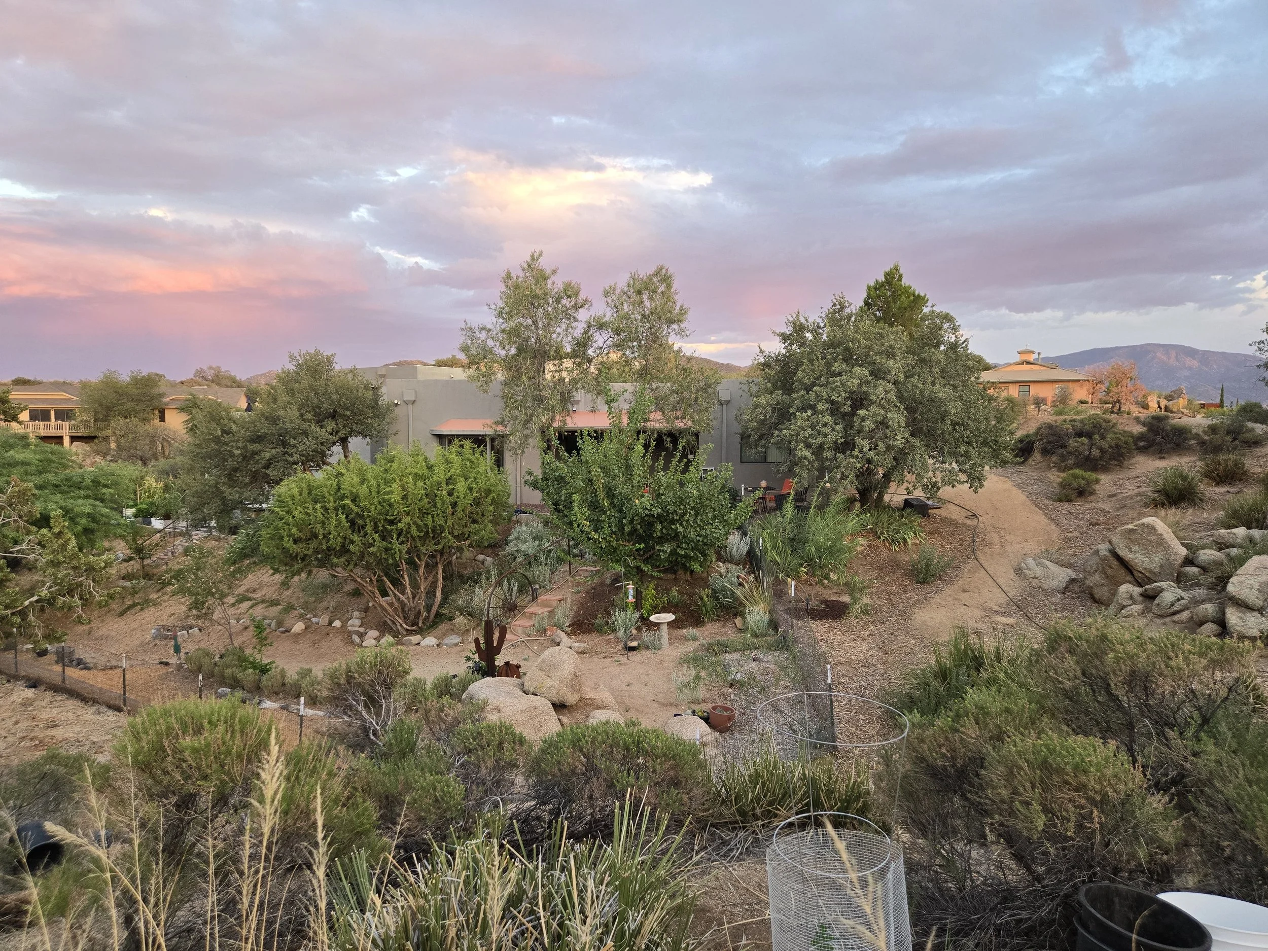 A neighborhood view at sunset with scattered clouds in the sky, trees and houses in a desert landscape, and a dirt pathway in the foreground.