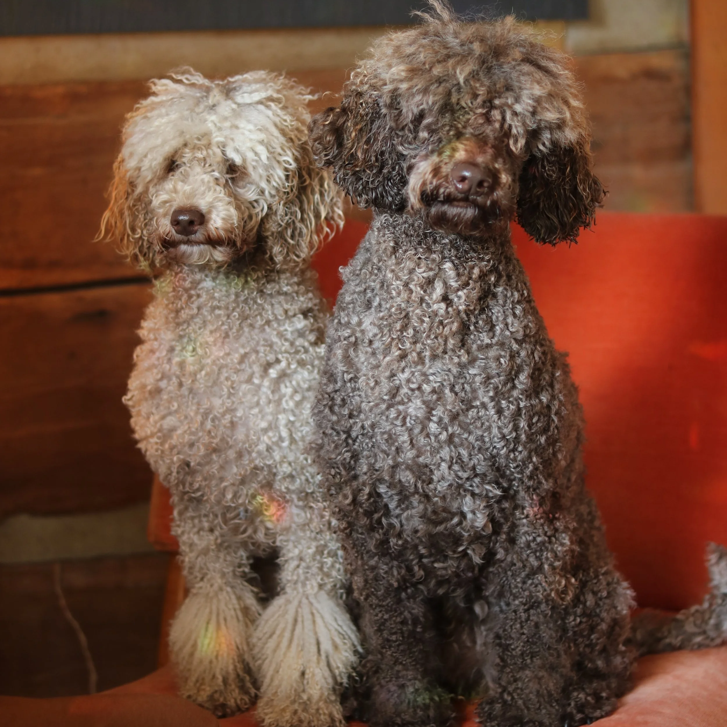 Two curly-coated dogs, one cream-colored and the other dark brown, sitting close together in front of a wooden background.