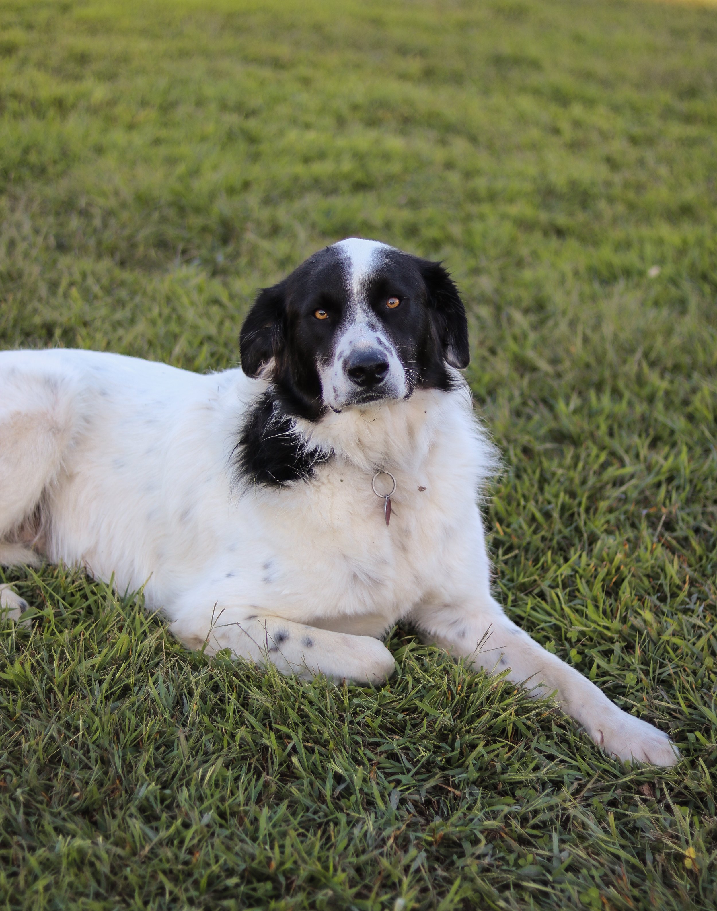 A black and white dog lying on green grass with a blurred grassy background.
