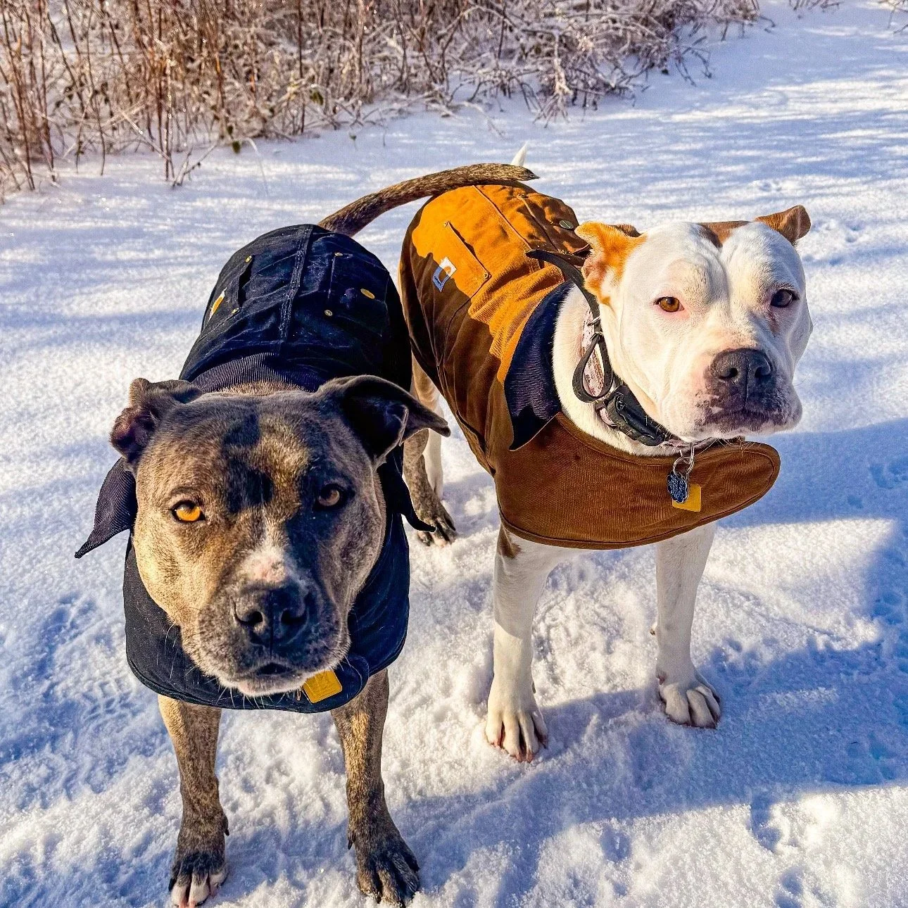 Two dogs in winter gear standing on snow, with a snowy landscape and bushes in the background.