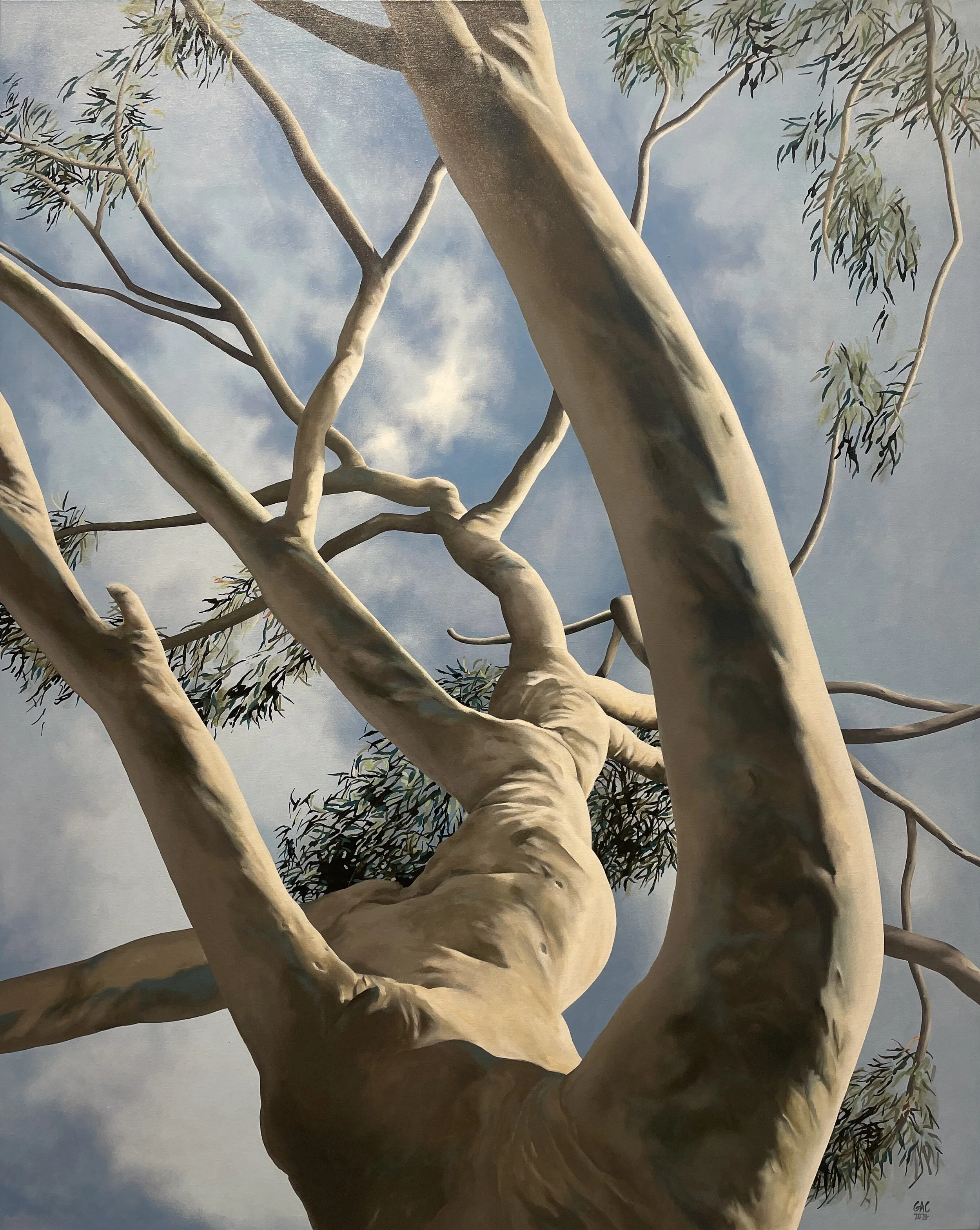 Angophora Costata