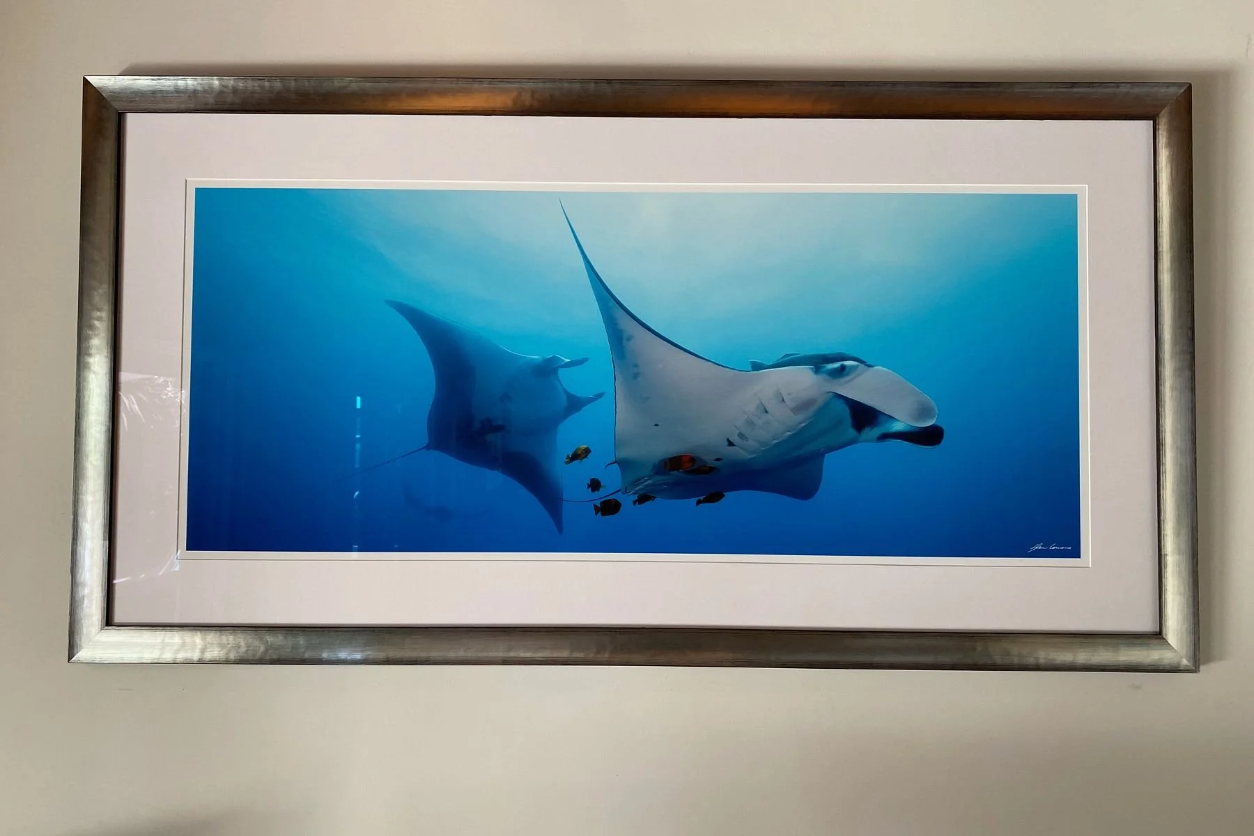 Manta ray photograph in a brushed silver frame with white mat