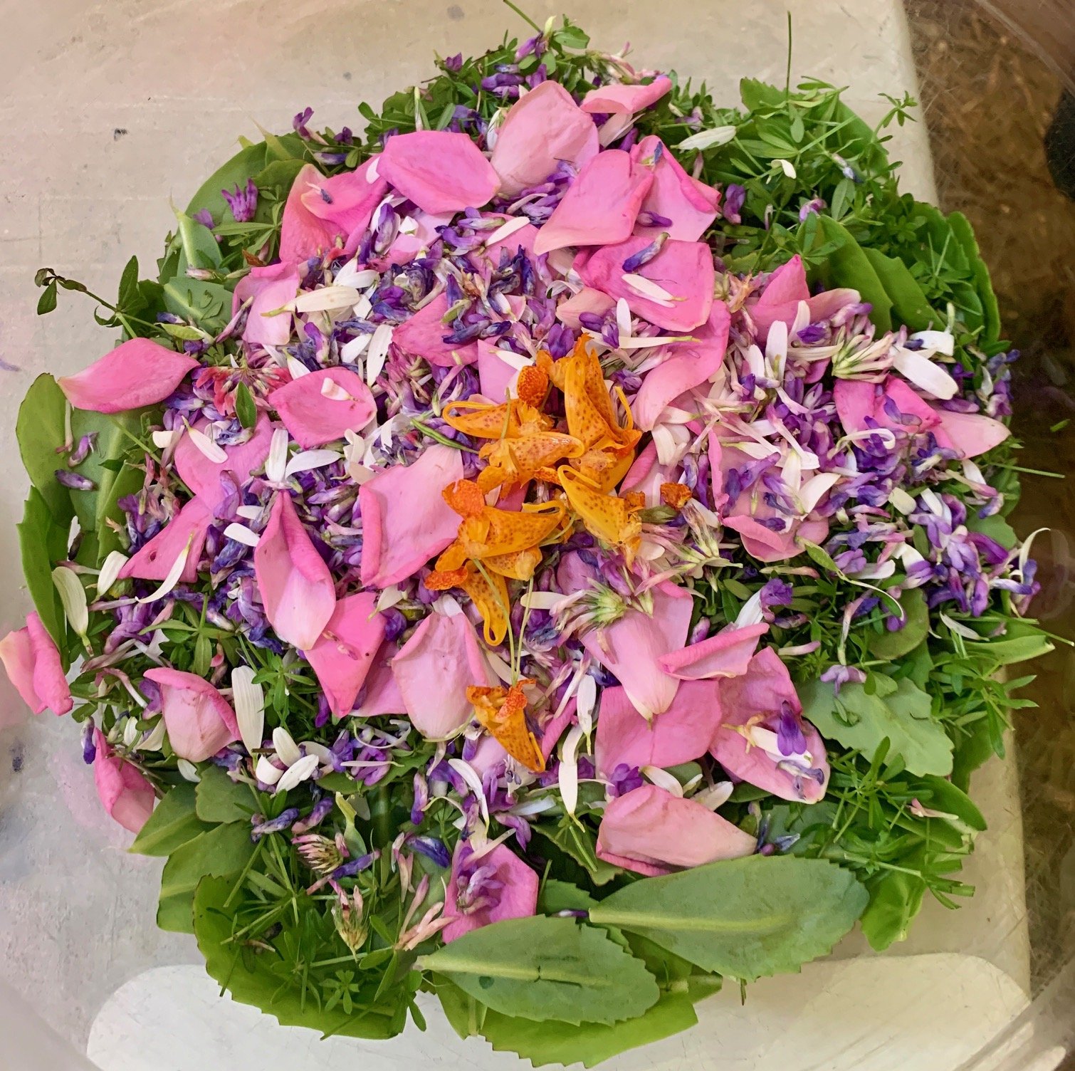 Bettinahof_Andrea_Galarneau_salad.jpeg