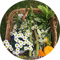 Bettinahof forage atelier laurentiens.png