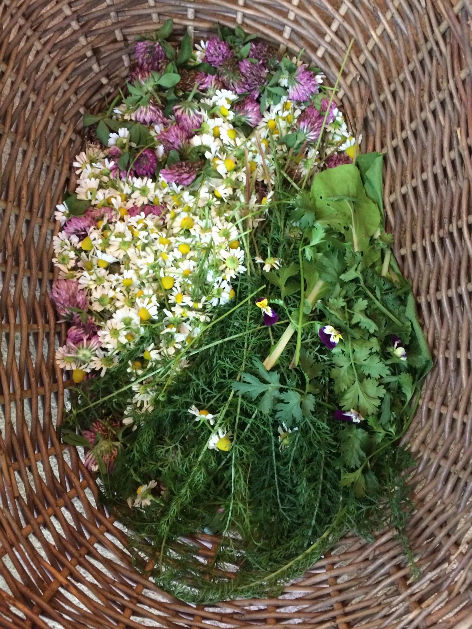 Bettinahof wild harvest medicinal earth laurentides.jpg