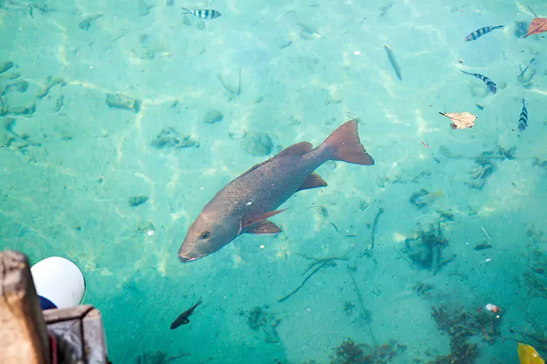 A large fish swimming in clear water surrounded by small fish and leaves.