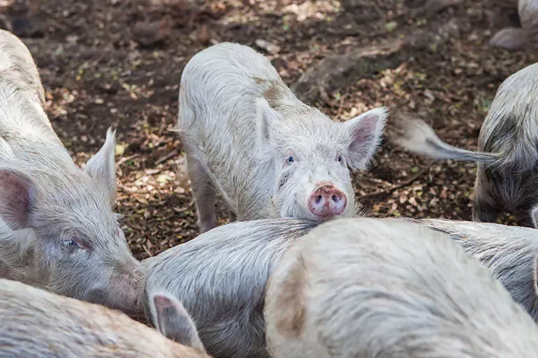 Group of dirty piglets with light-colored fur and pink snouts in a natural outdoor setting.
