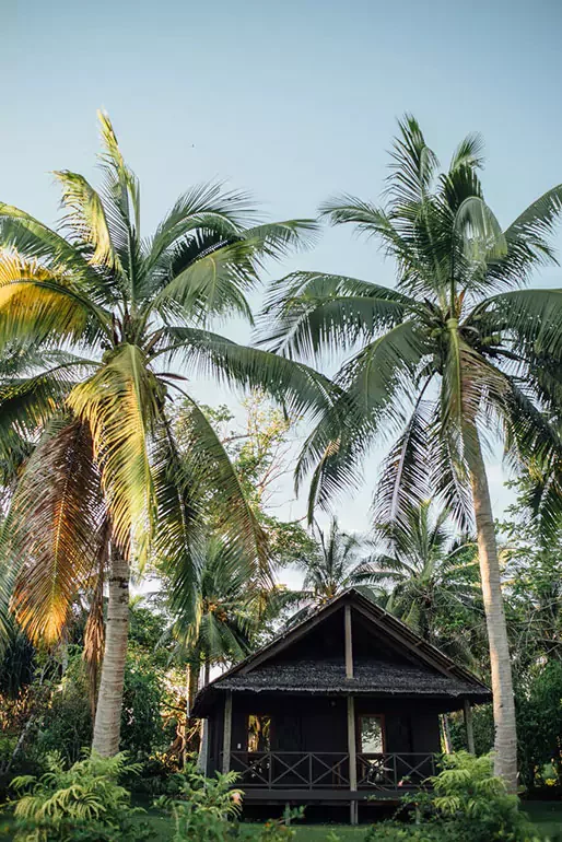 A small wooden hut surrounded by tall coconut palm trees under a clear blue sky.
