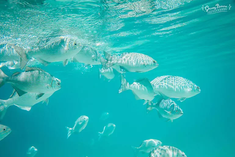 School of striped fish swimming underwater in clear blue water.