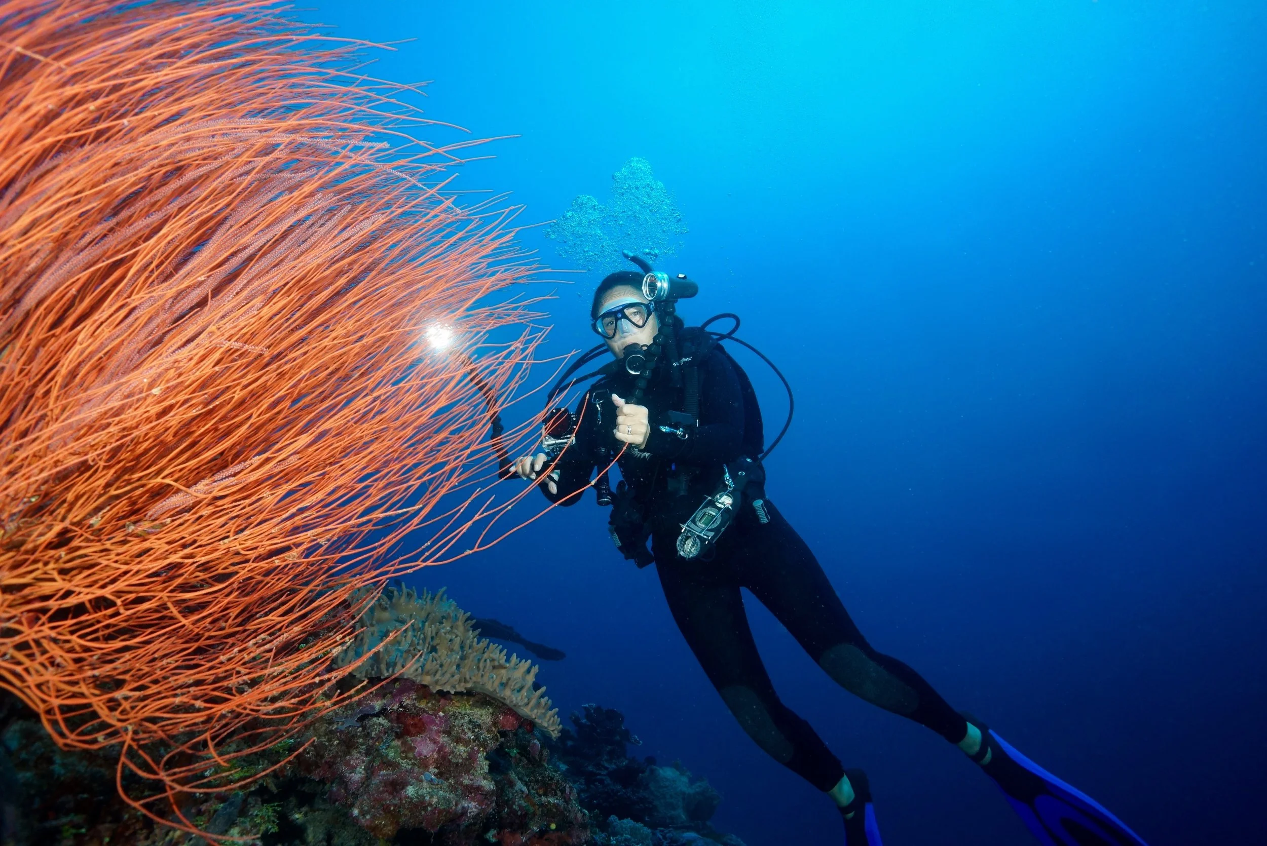 A scuba diver underwater near a large orange sea anemone.