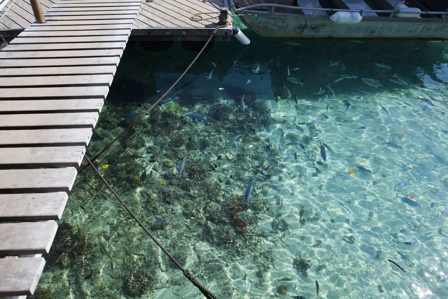 A wooden dock extends over clear ocean water, revealing a variety of colorful fish swimming near the rocky seabed below.