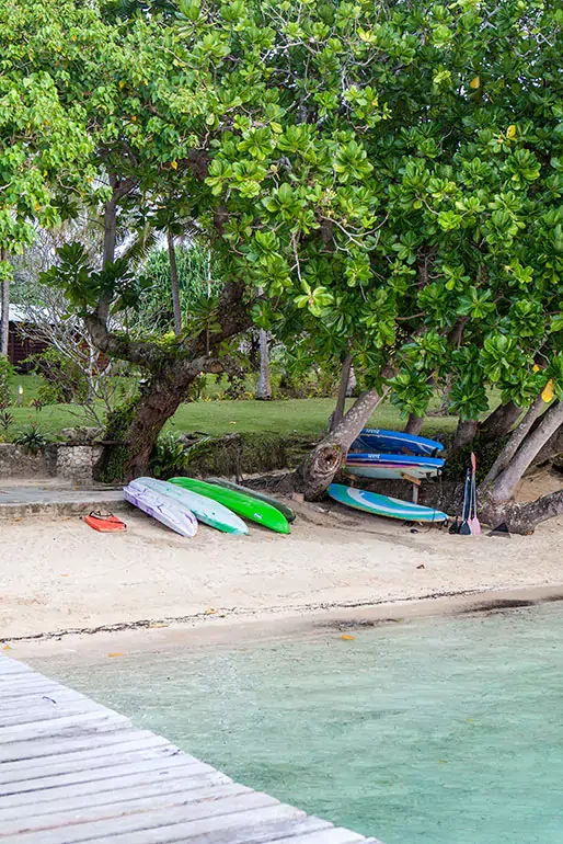 Colorful kayaks and paddles leaning against trees on a sandy beach near calm water, with lush green trees in the background.