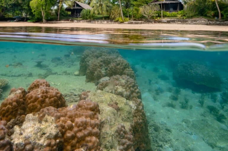 Underwater view of coral and rocks near a tropical beach with houses and palm trees in the background.