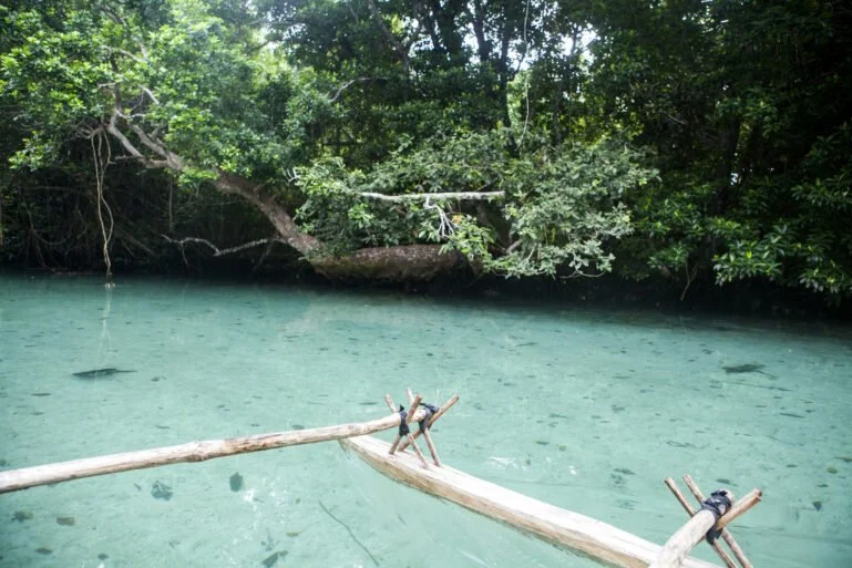 A clear, turquoise body of water with a fallen tree and a makeshift wooden crossing over it, surrounded by dense green forest.