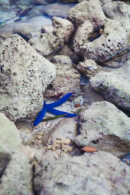 Blue star-shaped crab toy among rocks and sand.