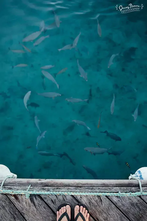 View from a dock showing clear blue water with fish swimming underneath, including a shark.