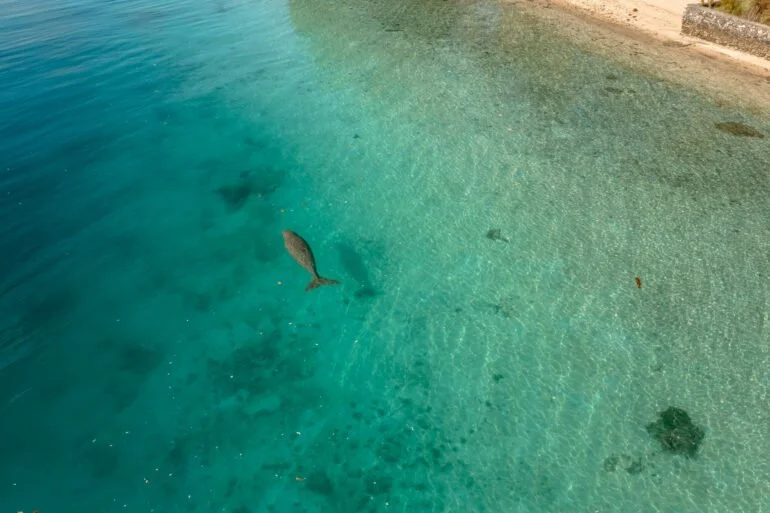 Aerial view of a beach with clear turquoise water, showing three fish swimming near the shallow shore, and a sandy beach with some rocks and greenery in the background.