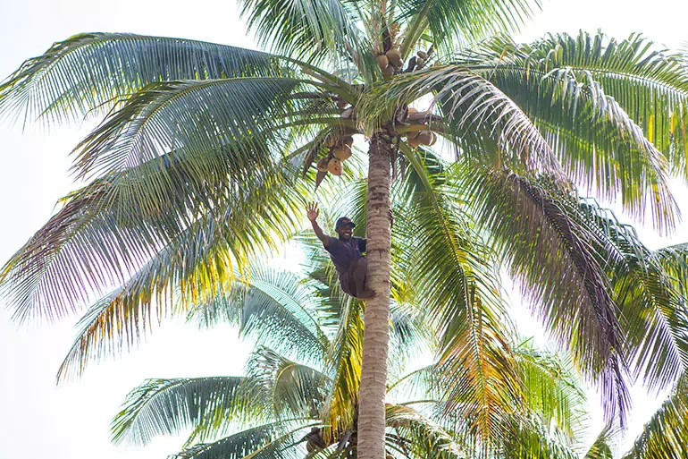 Person climbing or sitting on a tall coconut palm tree with coconuts, surrounded by other palm trees, in a tropical setting.