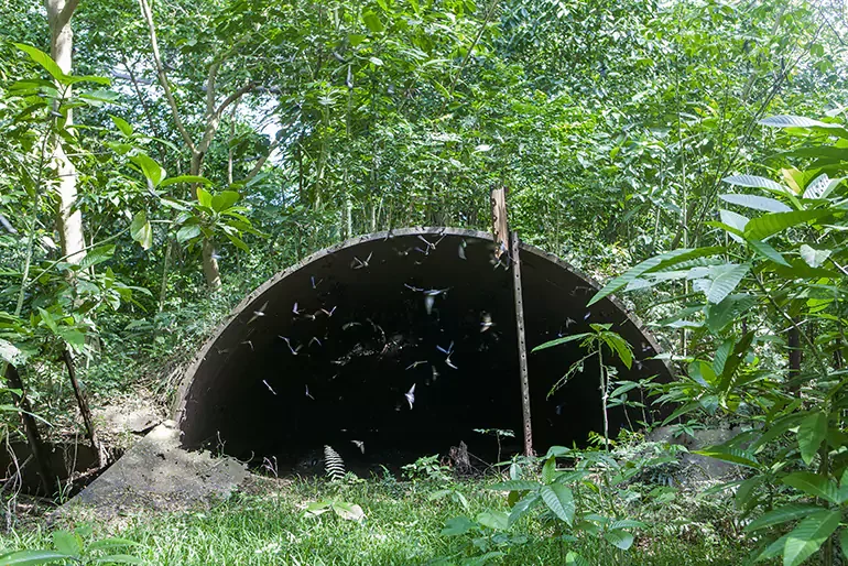 A large, dark, semi-circular tunnel in a green, wooded area with flying bats inside.