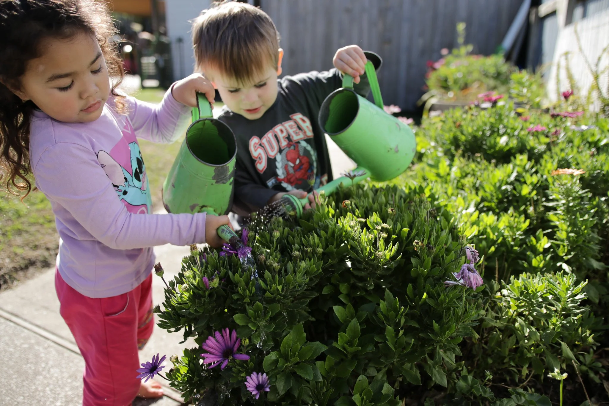 Two children watering purple and pink flowers in a garden.