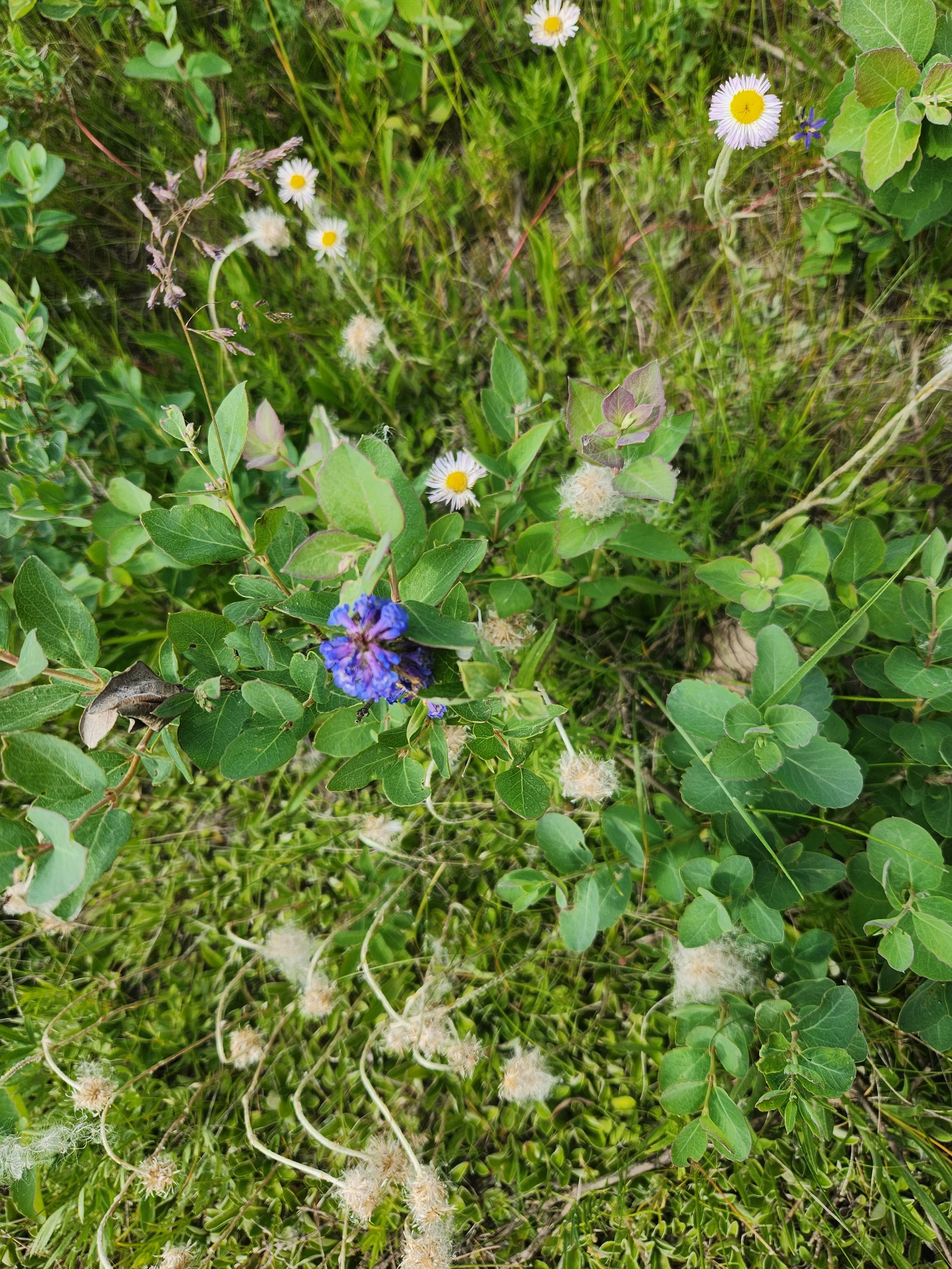 Close-up view of green grass, clover leaves, small white daisies with yellow centers, various green plants, and some purple flowers.