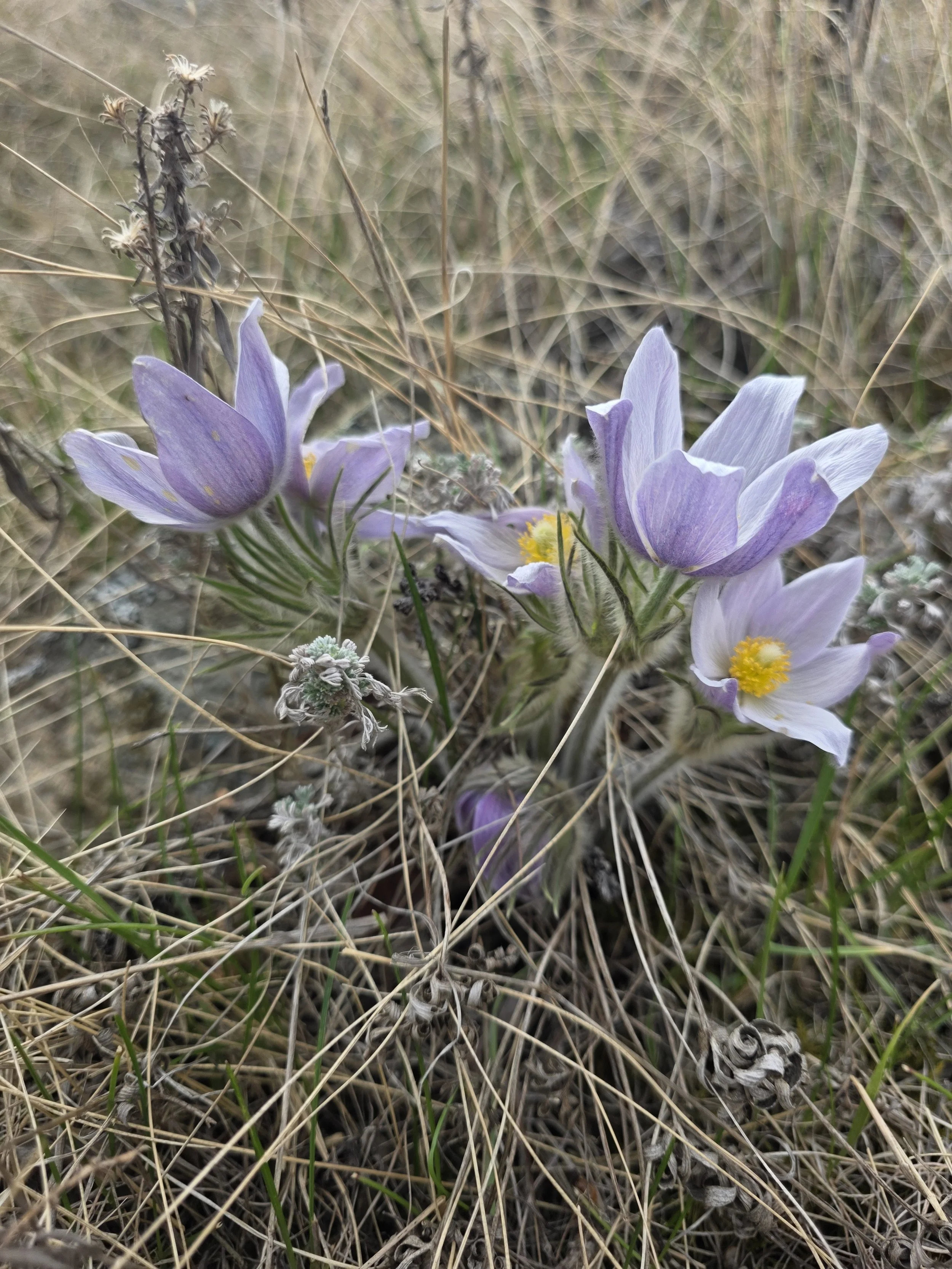 Close-up of purple and white native crocus growing among dry grass and twigs in a natural setting, Alberta, Western Canada.