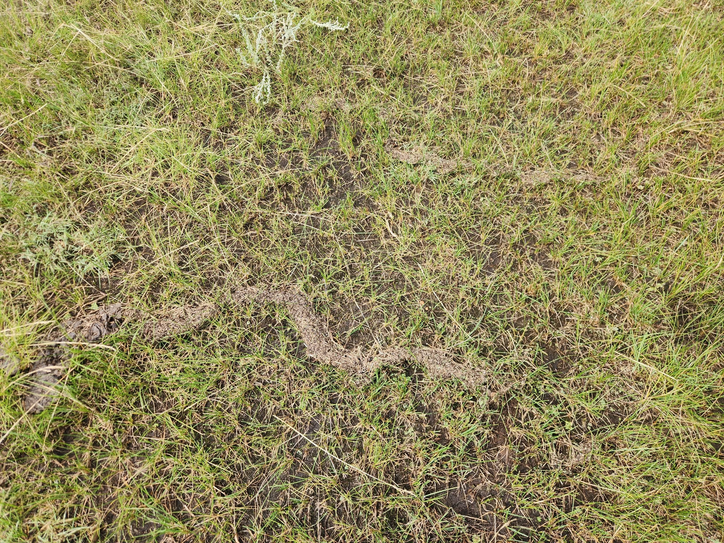 Native grass and soil with vegetative debris caught, showing how the grass prevents erosion during runoff.