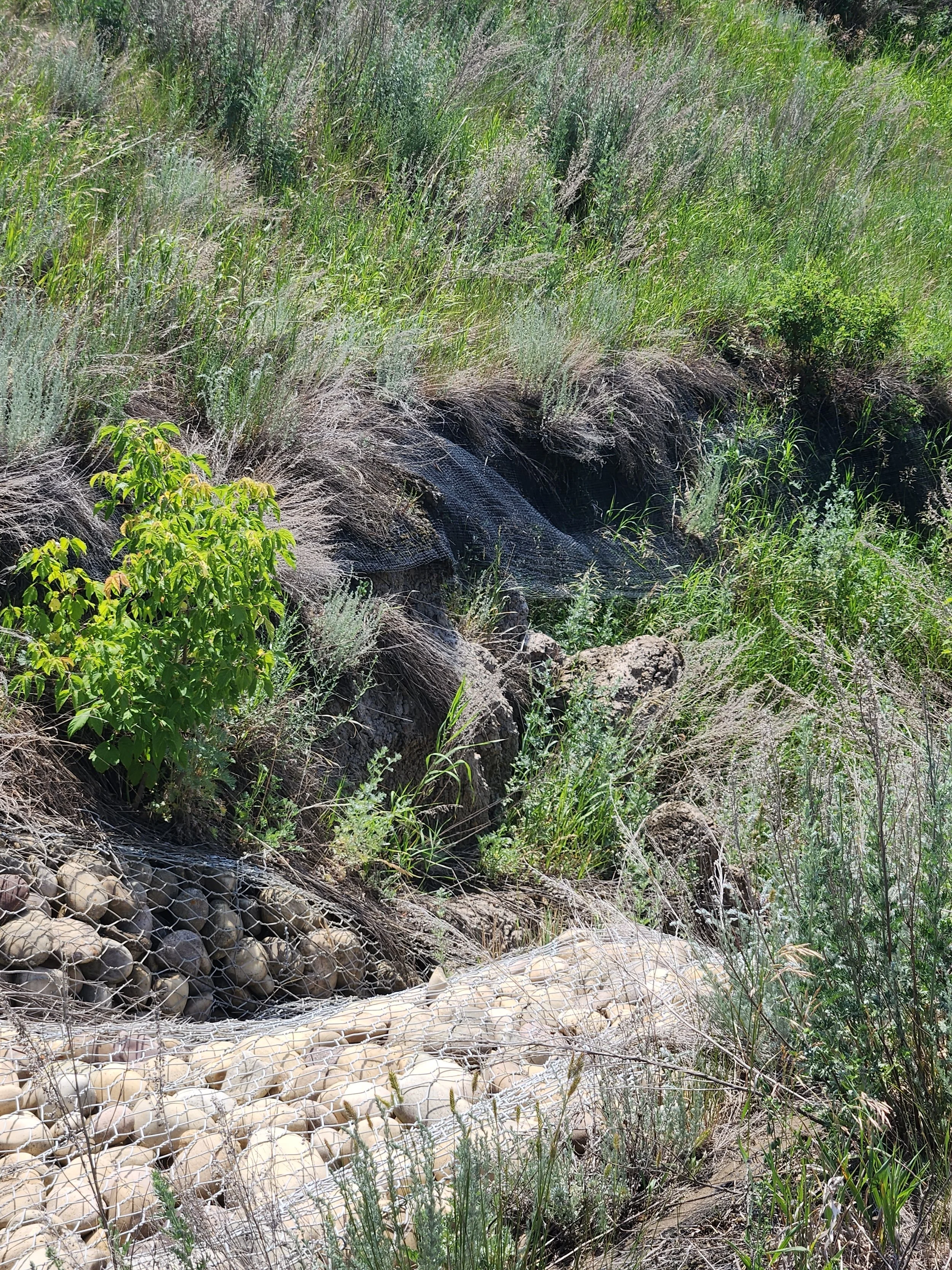 A deep erosion channel with weeds, the result of disturbance for construction in 1985.  Ongoing erosion and weed encroachment, may invasive species shown inside the erosion channel.