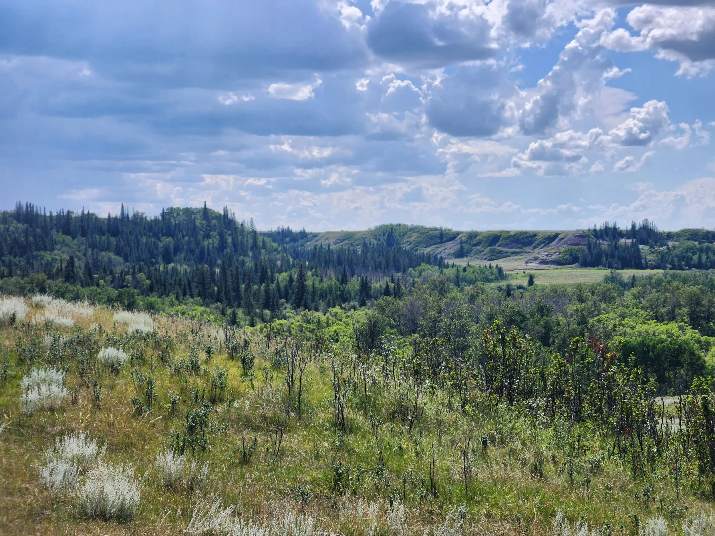 A scenic view of a lush green landscape with trees, shrubs, and rolling hills under a partly cloudy sky, aspen parkland needing protection.