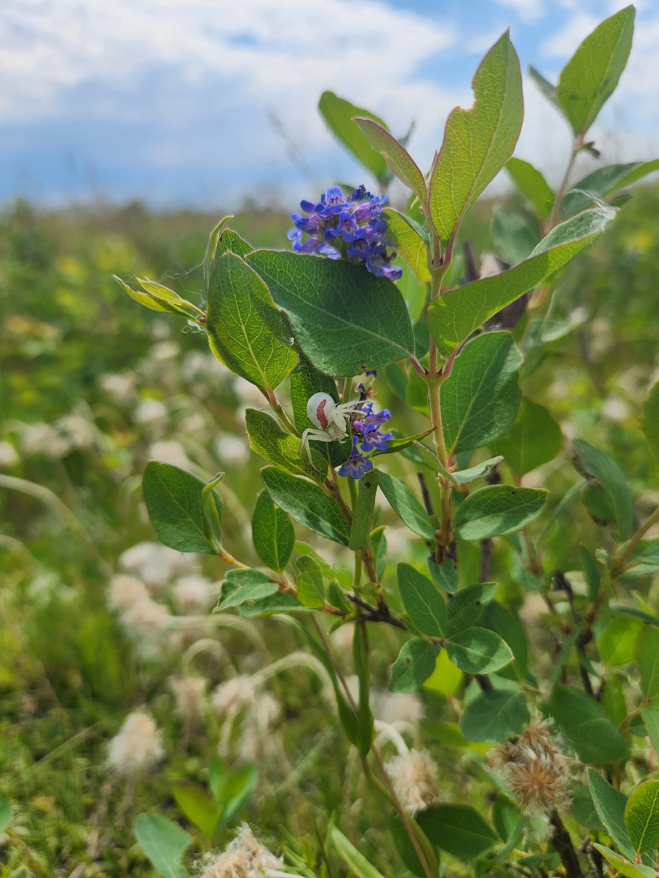 Close-up of native plants: green leaves and small purple flowers on a plant in a natural outdoor setting.