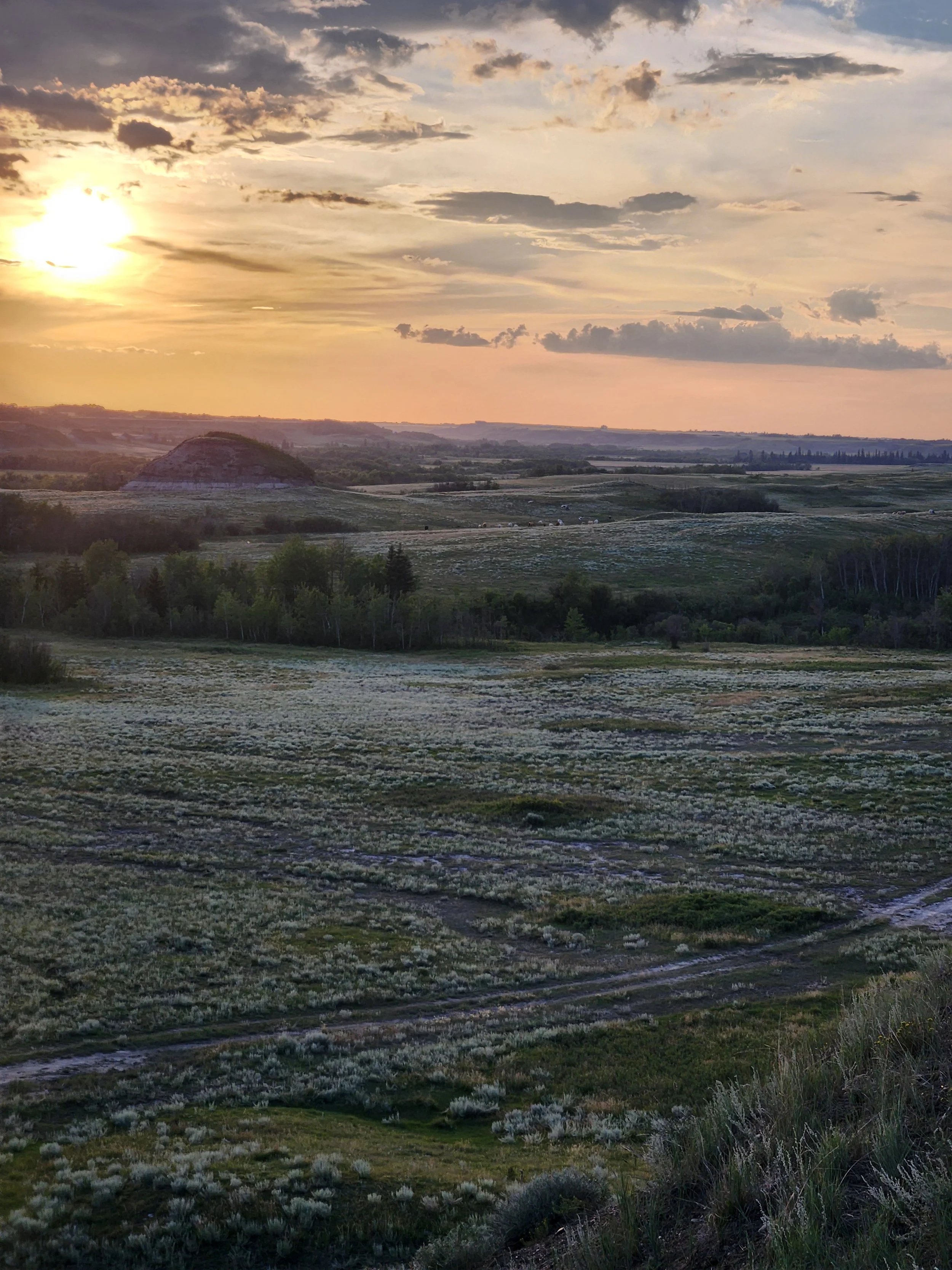 A scenic landscape in the Battle River Valley, Rosalind Alberta, during sunset with rolling hills, wildflowers, and a partly cloudy sky.