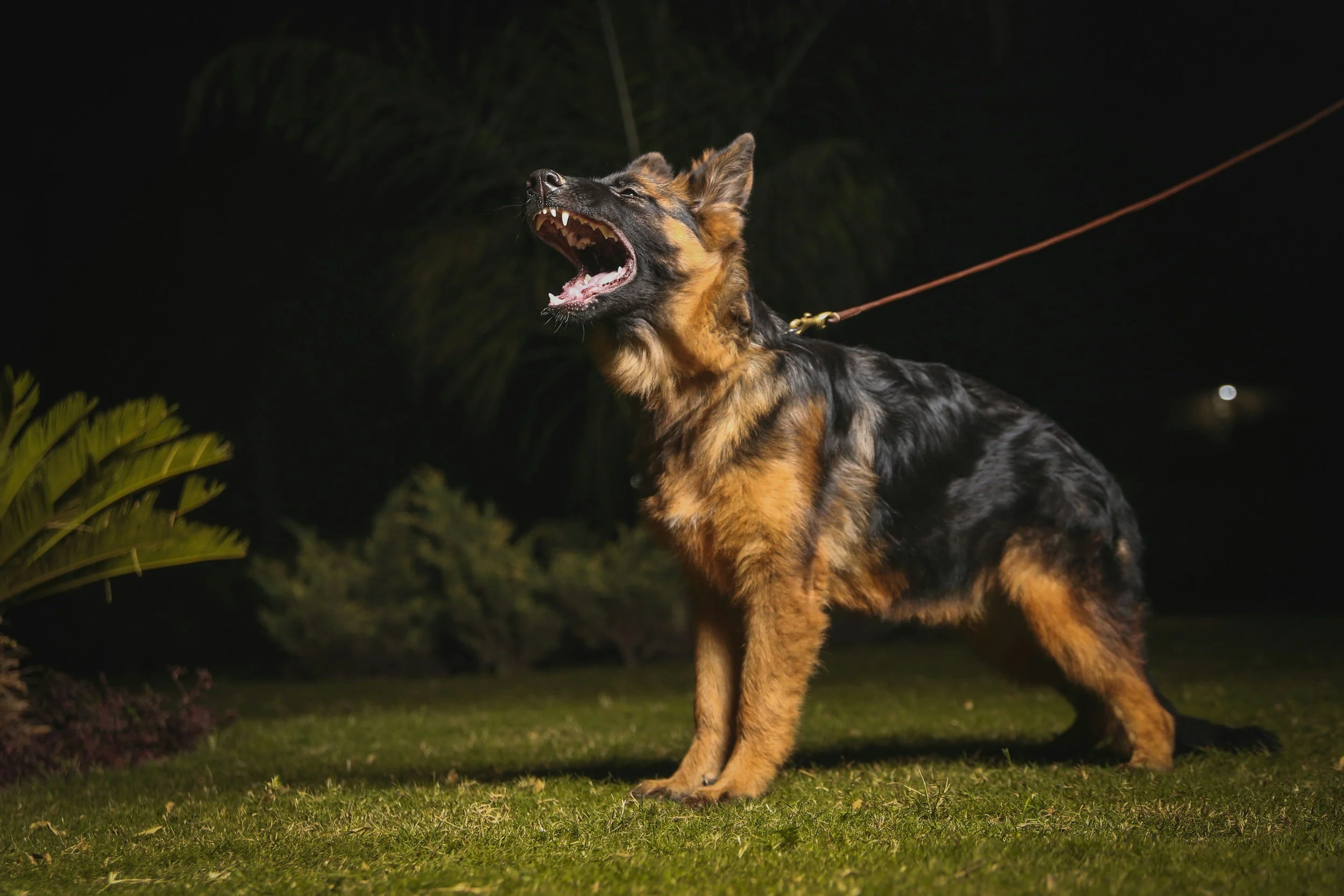 So Your Dog Barks At Other Dogs &amp; Drives You Crazy? Try This