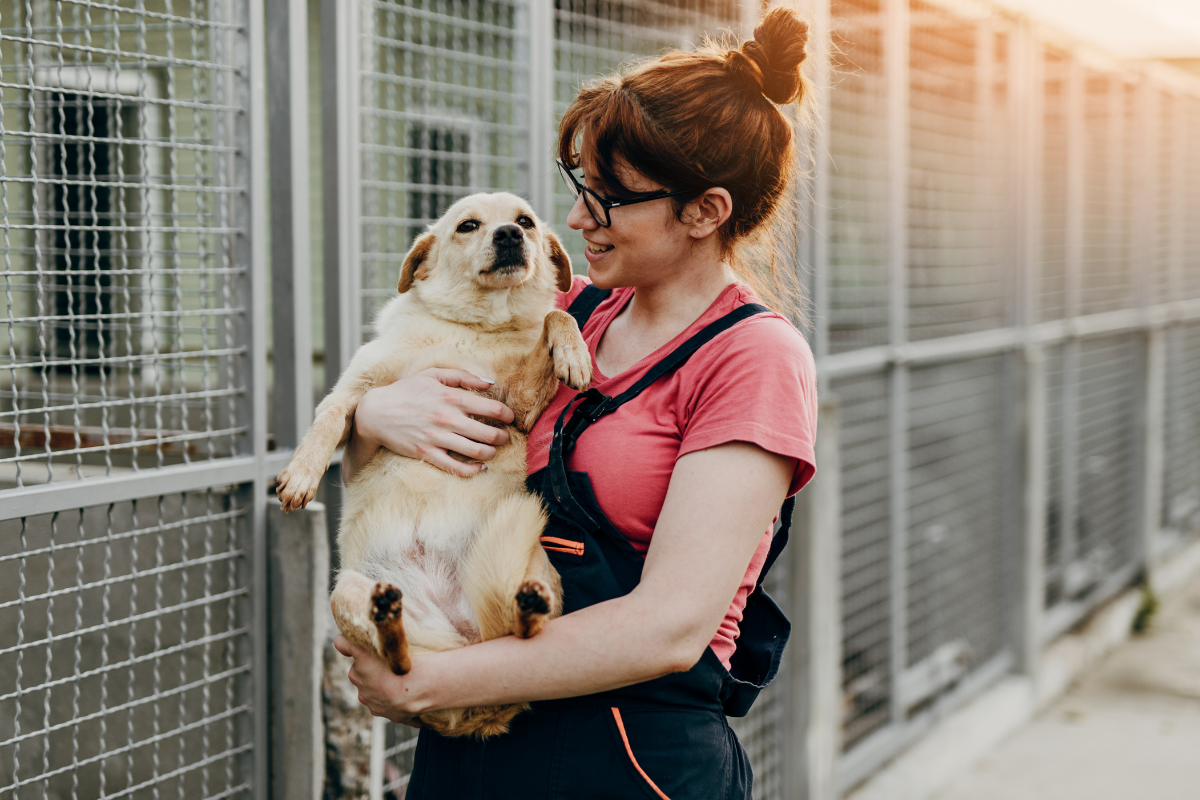 How to Manage a Reactive Rescue Dog