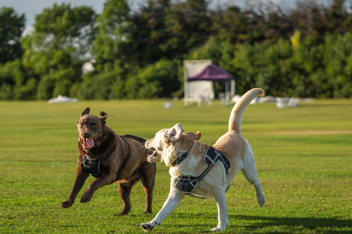 How to Socialize a Reactive Dog